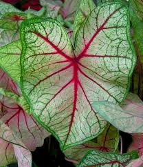 What plants are for remembrance. Memorial Day Flowers That Are Good For Remembrance Unity