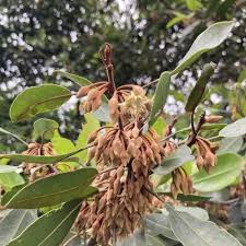 Image result for Agelanthus sambesiacus