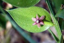 Butcher S Broom Can Fruits Grow On Leaves Witch Garden Perennial Shrubs Plants