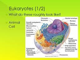Check spelling or type a new query. What Is A Cell What Does It Look Like Read Your Parent Letter Ppt Download