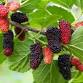 1st Annual Mulberry Fest!