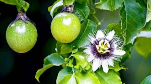 The powerful flavour of the passion fruit juice combined with the strawberries and apples combine to create a perfect drink that tastes like a green smoothie but without the grittiness that some have. How To Grow Care And Harvesting Passion Fruit From Cuttings Gardening Guide Youtube