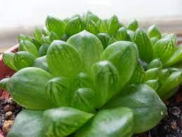 Pin On Haworthia Cymbiformis