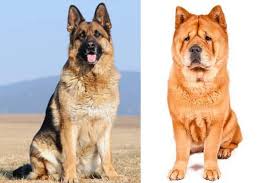 These are two very powerful and. Chow Chow Mix Breeds