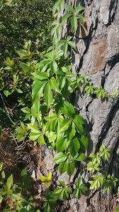 This will encourage a more compact growth and promote the formation of. Weed Of The Month Virginia Creeper Home Garden Information Center