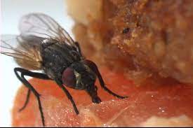 Long lasting solution is guaranteed. What Attracts Flies How To Attract Get Rid Of Flies