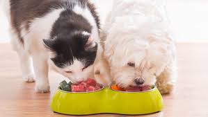 Can Cats Eat Dog Food Is Dog Food Safe For Cats Human Food For Dogs Pet Wellness Love Your Pet
