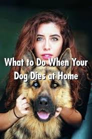 Dogs Place Expose What To Do When Your Dog Dies At Home In 2020 Best Dog Breeds Aggressive Dog Funny Dogs