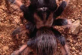 Why are tara minions so good? Australian Tarantulas The Australian Museum