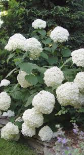 pin van jvb op outdoor schaduwbloemen bloeiende struiken tuin struiken