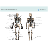 In the back area, the bones that protect the spinal. Skeletal System Diagram Types Of Skeletal System Diagrams Examples More
