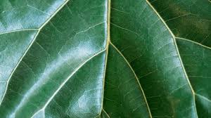 Spider mites damage plants by feeding on the chlorophyll, which is the pigment that gives leaves their green color, in the plant leaves. Fiddle Leaf Fig Care What You Need To Know