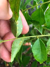 カレーリーフの病気 Curryleaf Growcurryleaf Com