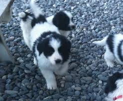 25 most popular great pyrenees mixes. Fort Causeway Farms Lovell Wy Pyrenees Newfoundland Puppies