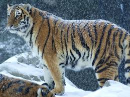 Winter hintergründe baum hintergrundbild hintergrundbilder. Tiger Im Winter Verschneit 1920x1200 Hd Hintergrundbilder Hd Bild