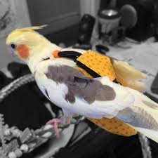 Pet Birds That Don T Fly Away A Nappy Diaper Flight Suite For Your Cockatiel Orange Polka Etsy In 2020 Cockatiel Bird Care Cute Baby Animals