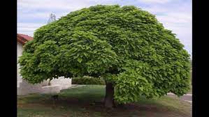 It rarely flowers, so it would usually have no seedpods. Dwarf Umbrella Catalpa Tree Catalpa Tree Shade Trees Umbrella Tree