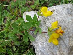 Image result for Lotus namulensis