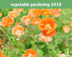 Vegetable Gardening 2018 1067 20180822111934 53 Garden Lights Solar Panels Happy Garden Gardening For Beginners Organic Horticulture Close Up Photography