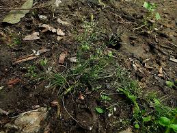 Image result for Fimbristylis squarrosa