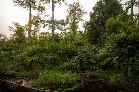 Image result for Laurembergia repens