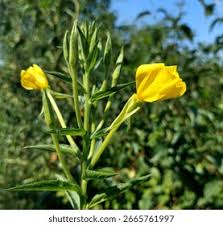 Image result for Onagraceae