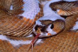 Photo In Piebald Albino 2 Google Photos Reptiles And Amphibians Fish Pet Red Diamond