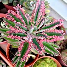 We did not find results for: 31 Pretty Pink Houseplants Best Pink Indoor Plants