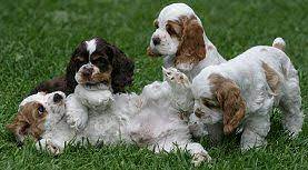 Shop our selection of cocker spaniel pups from the best breeders at puppies today! Parti Colored Cocker Puppies Cocker Spaniel Puppies Puppies Spaniel Puppies