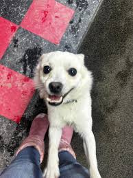 Lost Male Chihuahua Found at Camp Perry in Hadley, PA