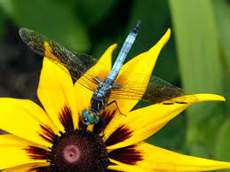 Dragonfly is a nasa mission to explore the chemistry and habitability of saturn's largest moon, titan. Dragonfly Information Learn How To Attract Dragonflies In The Garden