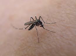 Louis pest control has been proudly providing service to the greater st. St Louis Is One Of The Most Mosquito Infested Cities In The U S News Blog