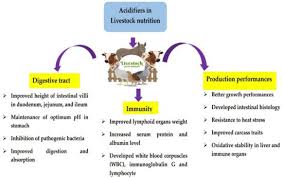 He graduated with honors in 2008. Life Free Full Text Time For A Paradigm Shift In Animal Nutrition Metabolic Pathway Dietary Inclusion Of Organic Acids On The Production Parameters Nutrient Digestibility And Meat Quality Traits Of Swine