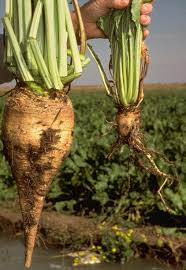 SUGARBEETS