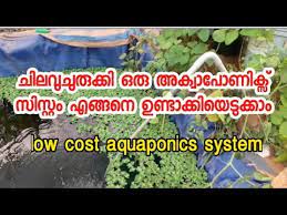 Aquaponics Systems In Kerala Aquaponics Making Malayalam Youtube