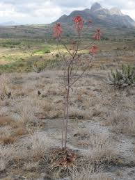 Image result for Aloe carnea
