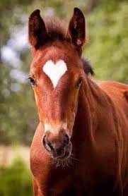 Little Heart Horses Beautiful Horses Pretty Horses