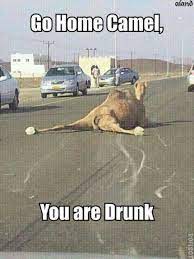 Rude birthday memes to wish friends 2happybirthday. 23 Very Funny Camel Meme Photos And Images