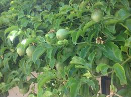 Image result for Hermannia quartiniana