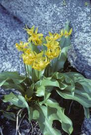 Image result for Eriospermum seineri