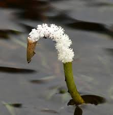 Image result for Aponogeton desertorum