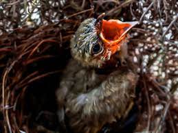 The babies eat more each day. What To Feed A Baby Bird For The Best Nutrition