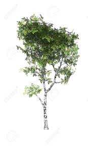 Cut out surface roots in the autumn. Young Birch Stock Photo Picture And Royalty Free Image Image 14380988