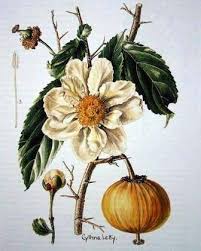 Image result for Oncoba