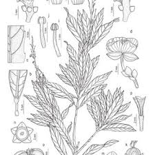 Image result for Crotonogynopsis australis