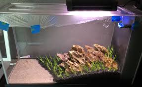 Starting Up The Fluval Spec V Again Dragon Stone Hardscape And Dwarf Hairgrass Only Dry Start Method Aquarium Fish Aquarium Fish Tank