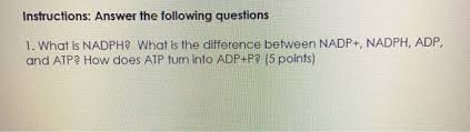 After this happens, the newly bound atp is converted to adp and inorganic phosphate, p i. Instructions Answer The Following Questions 1 What Chegg Com