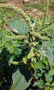 Image result for Amaranthus dubius