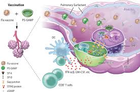 Histo respiratory2 by mbbs ims msu 9726 views. Pulmonary Surfactant Biomimetic Nanoparticles Potentiate Heterosubtypic Influenza Immunity Science