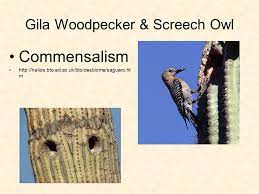 While most woodpeckers excavate nest cavities in dead trees, gila woodpeckers dig out nest holes in living saguaro cactus that tower above the arid landscape. The Relationship S Between Organisms Within An Eco System Ppt Video Online Download